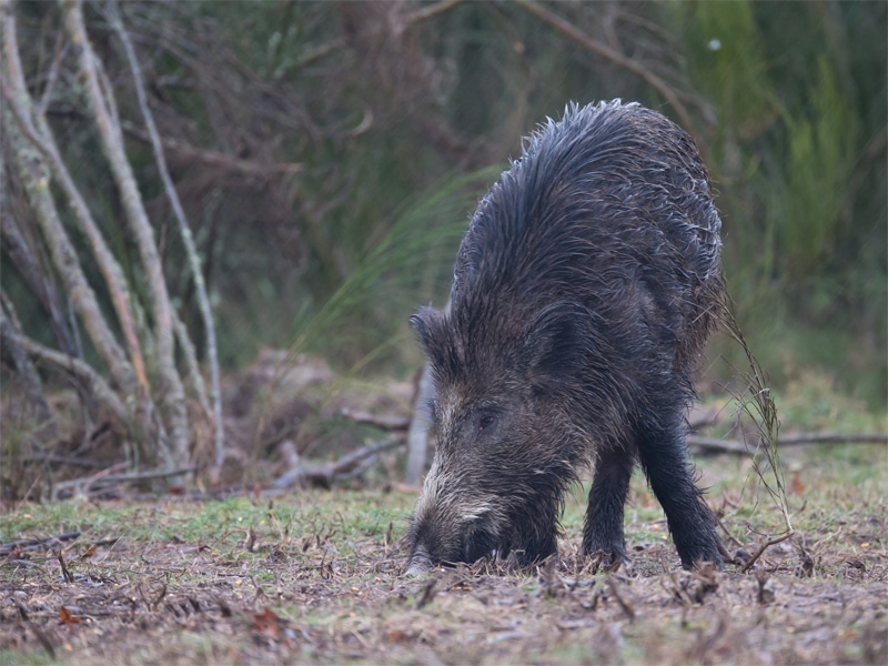 Sanglier2