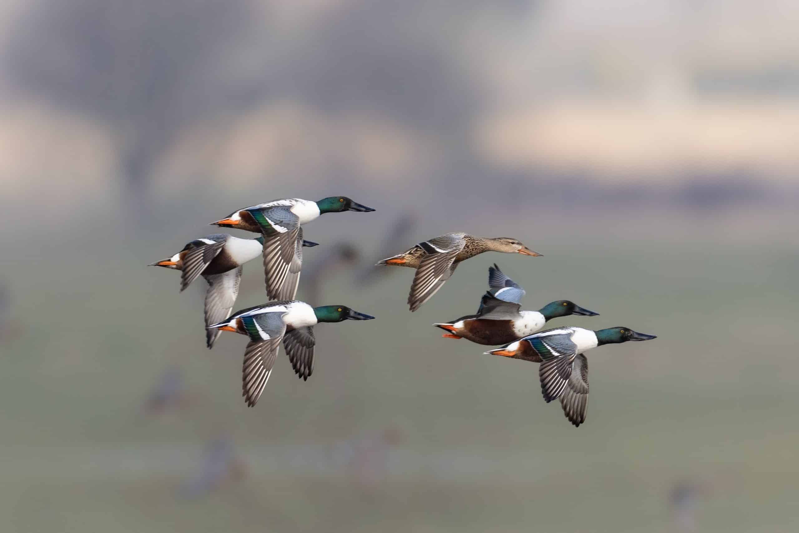 anatides_DGest_fnc20230076-scaled