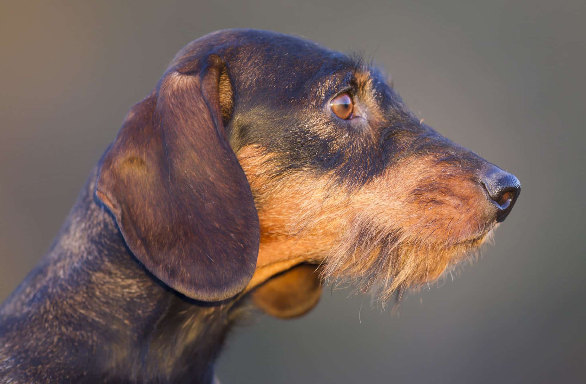 chien_dgest_fnc_201900014-scaled-e1590649453852-2048x1342-1