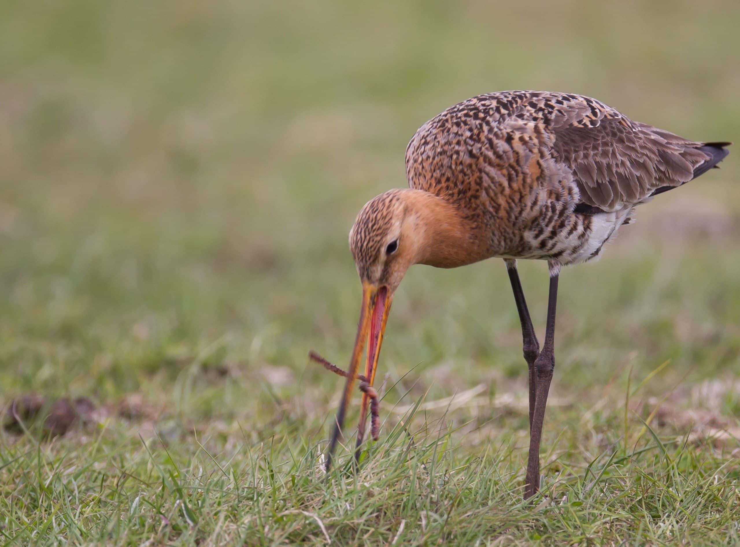 limicoles_dgest_fnc_20220013-scaled