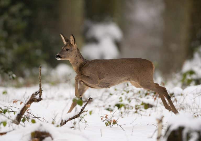 neige-2048x1434-1-768x538-1