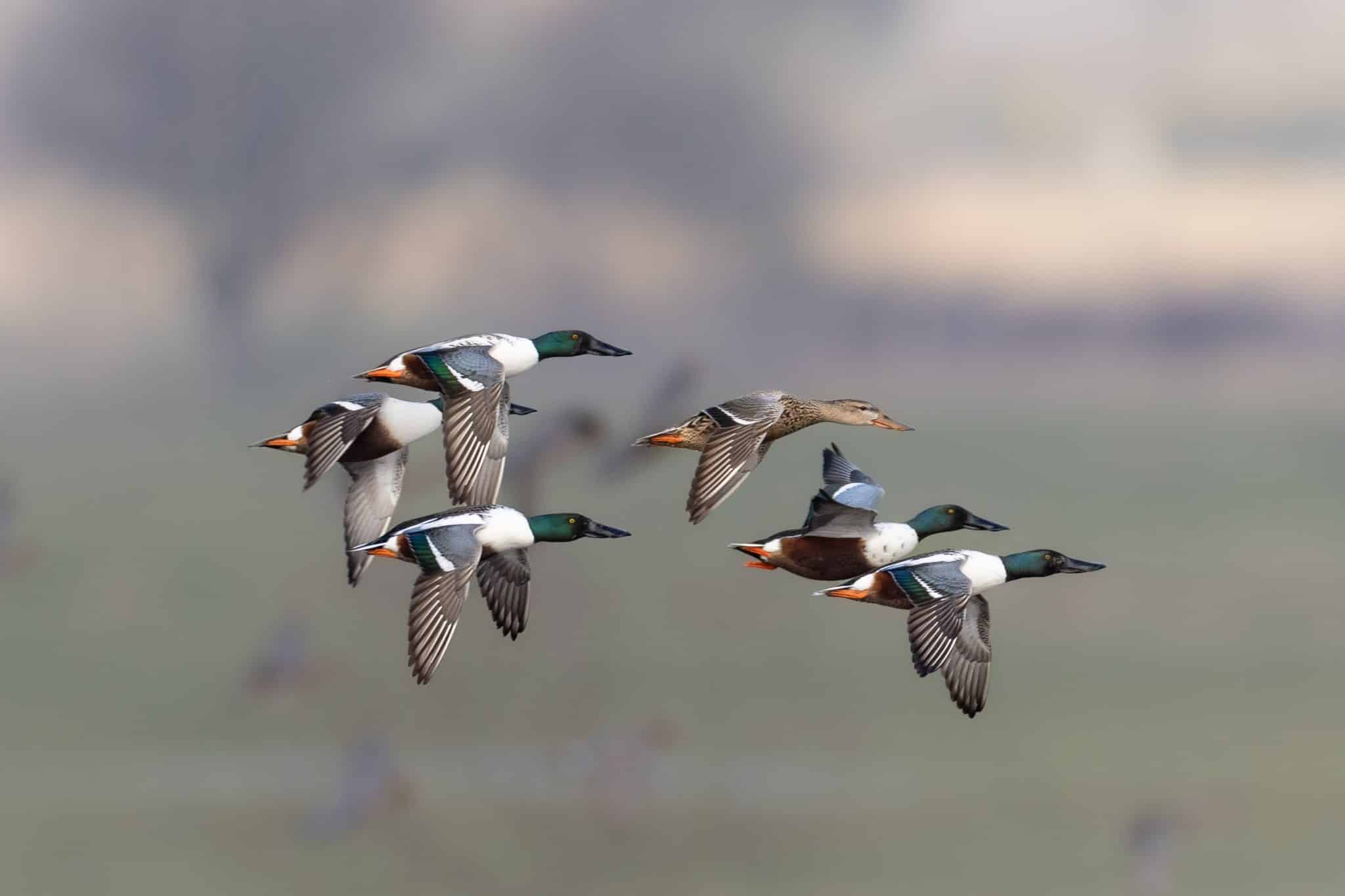 anatides_DGest_fnc20230076-2048x1365