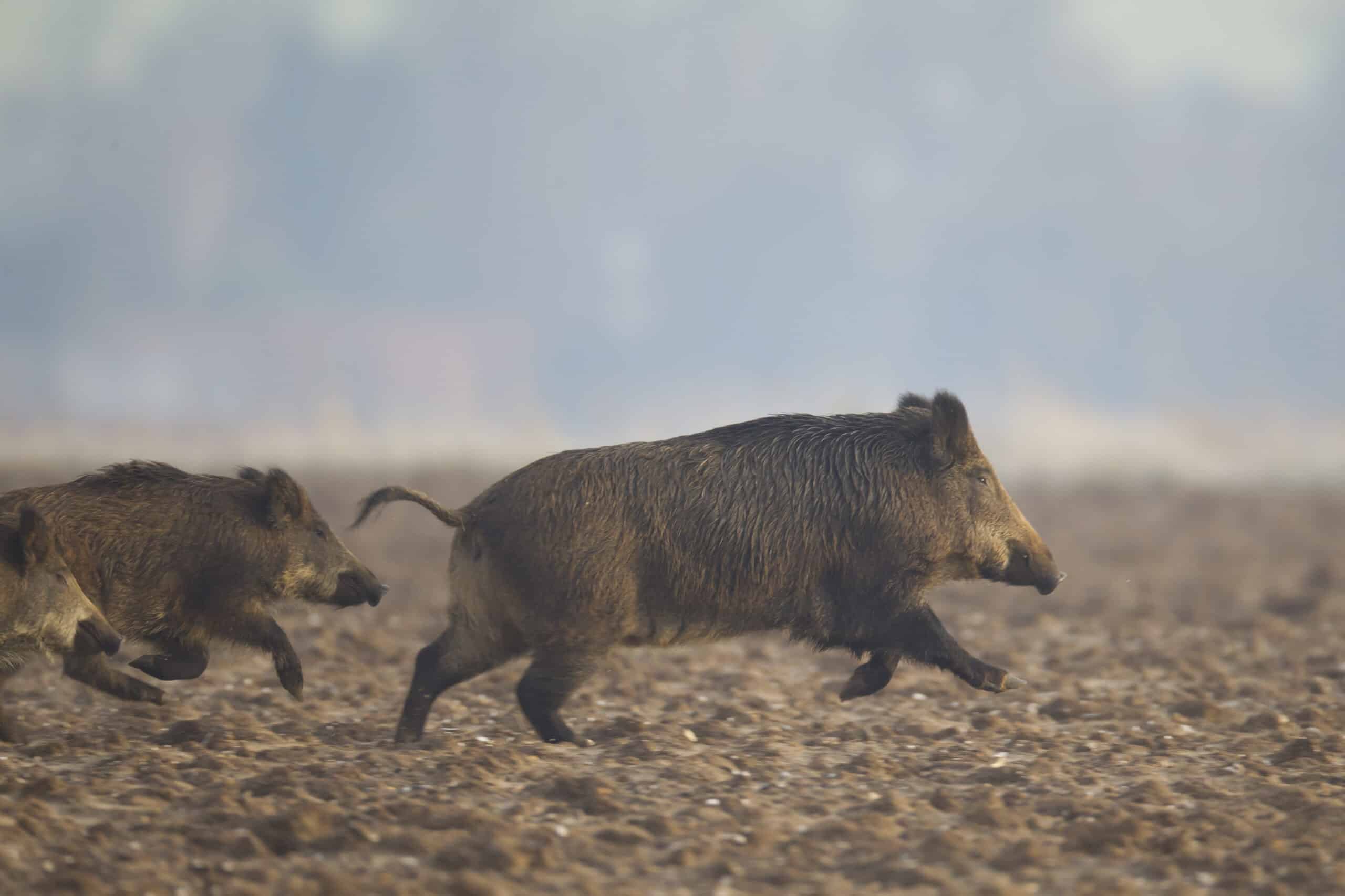 2026-02-12 Point chasse sanglier (vus, tués, dégâts) site