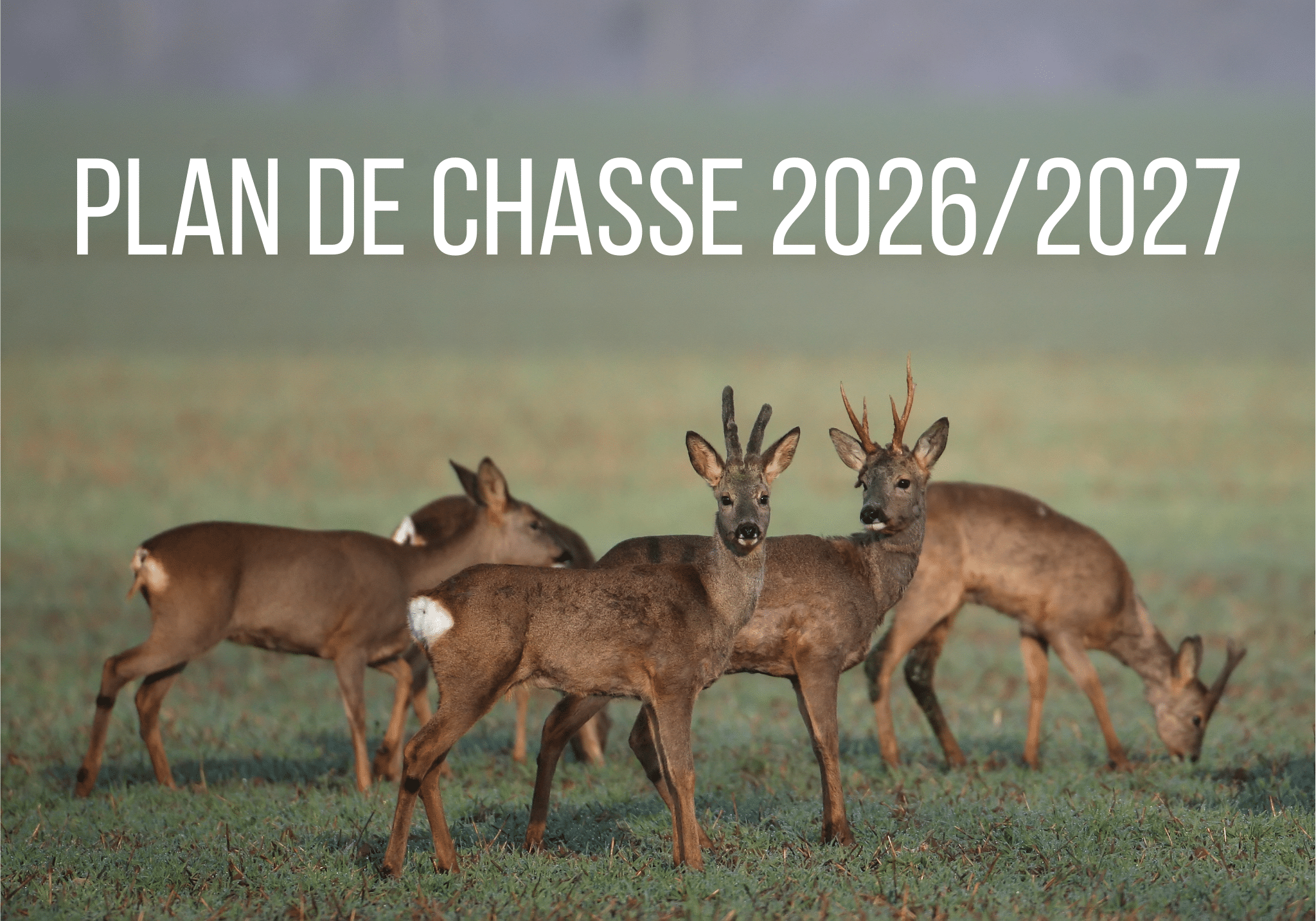 2026-02-15 Plan de chasse en ligne disponible