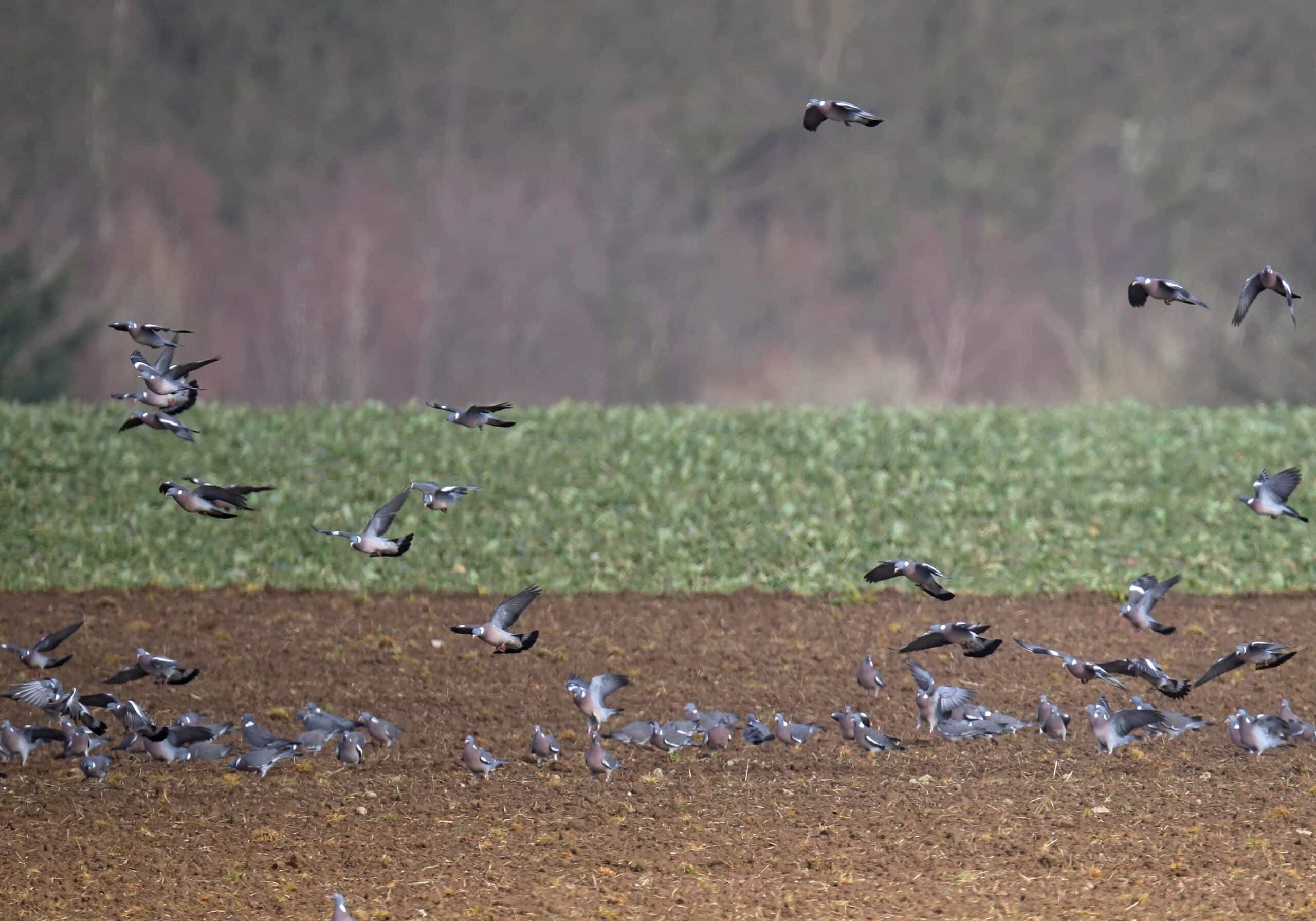 2026-02-18 Fermeture du pigeon au 20 février