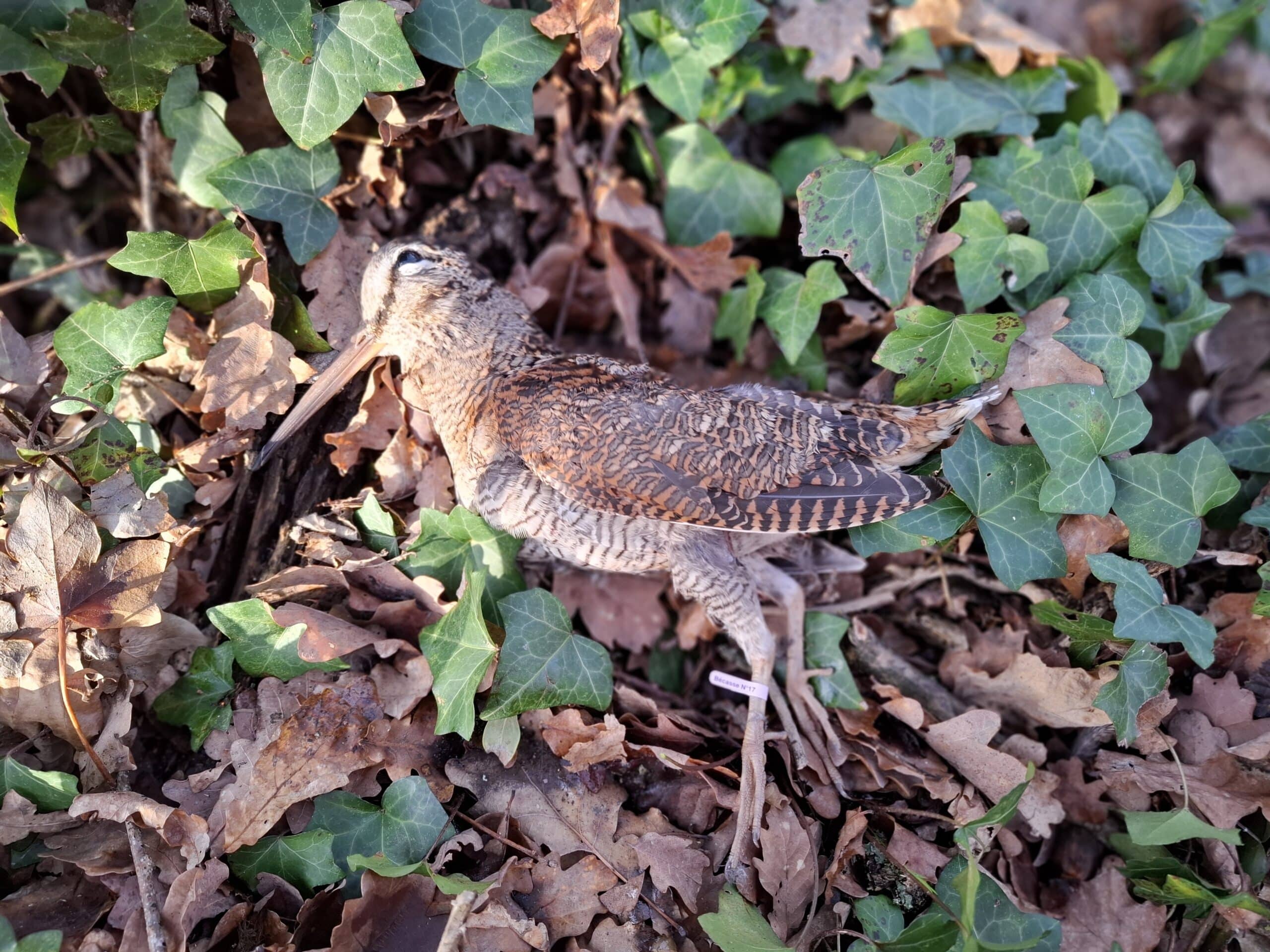 2026-02-19 Fermeture de la bécasse 20 février