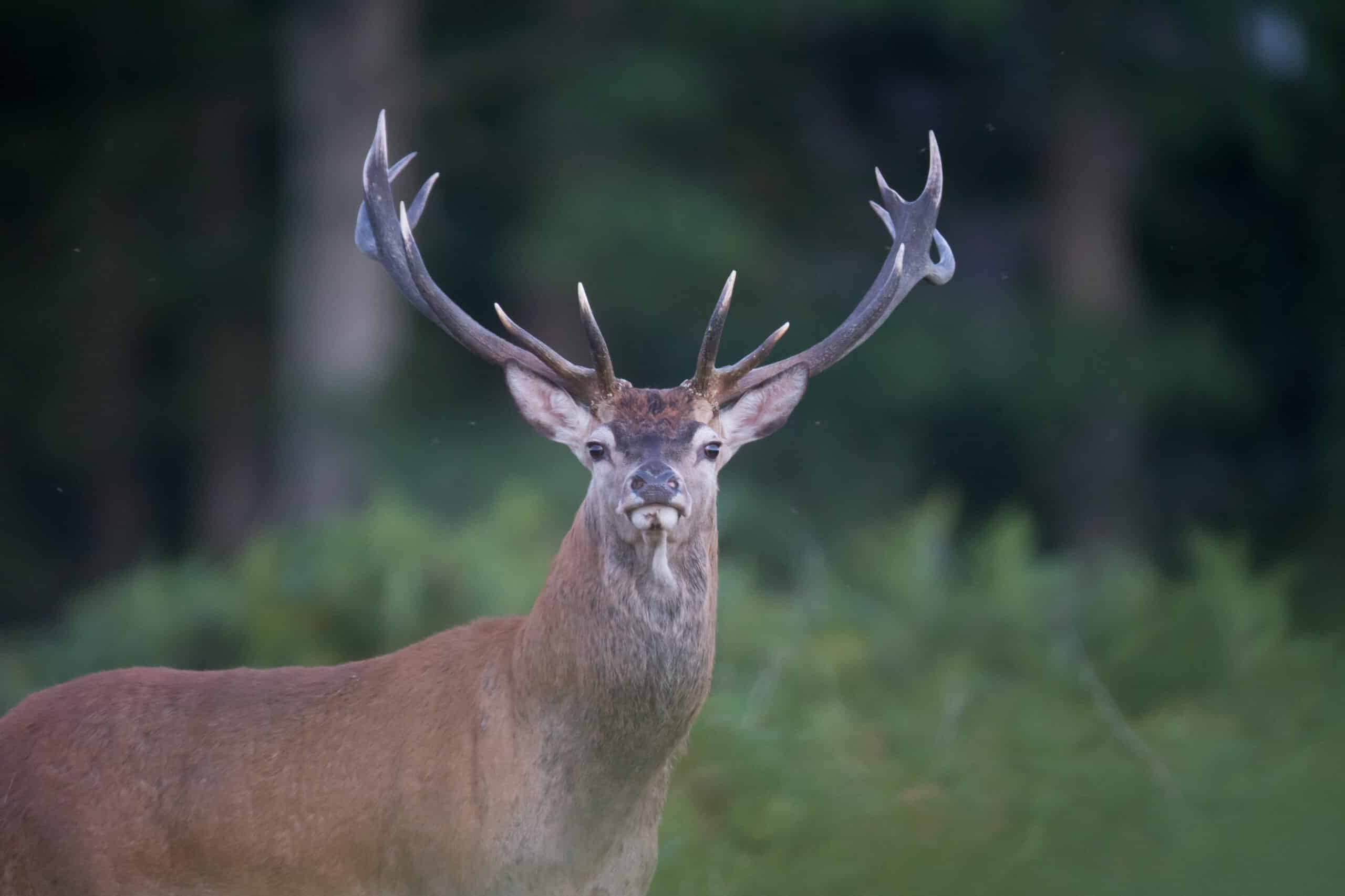 2026-02-26 Rappel dates présentation machoires et trophées