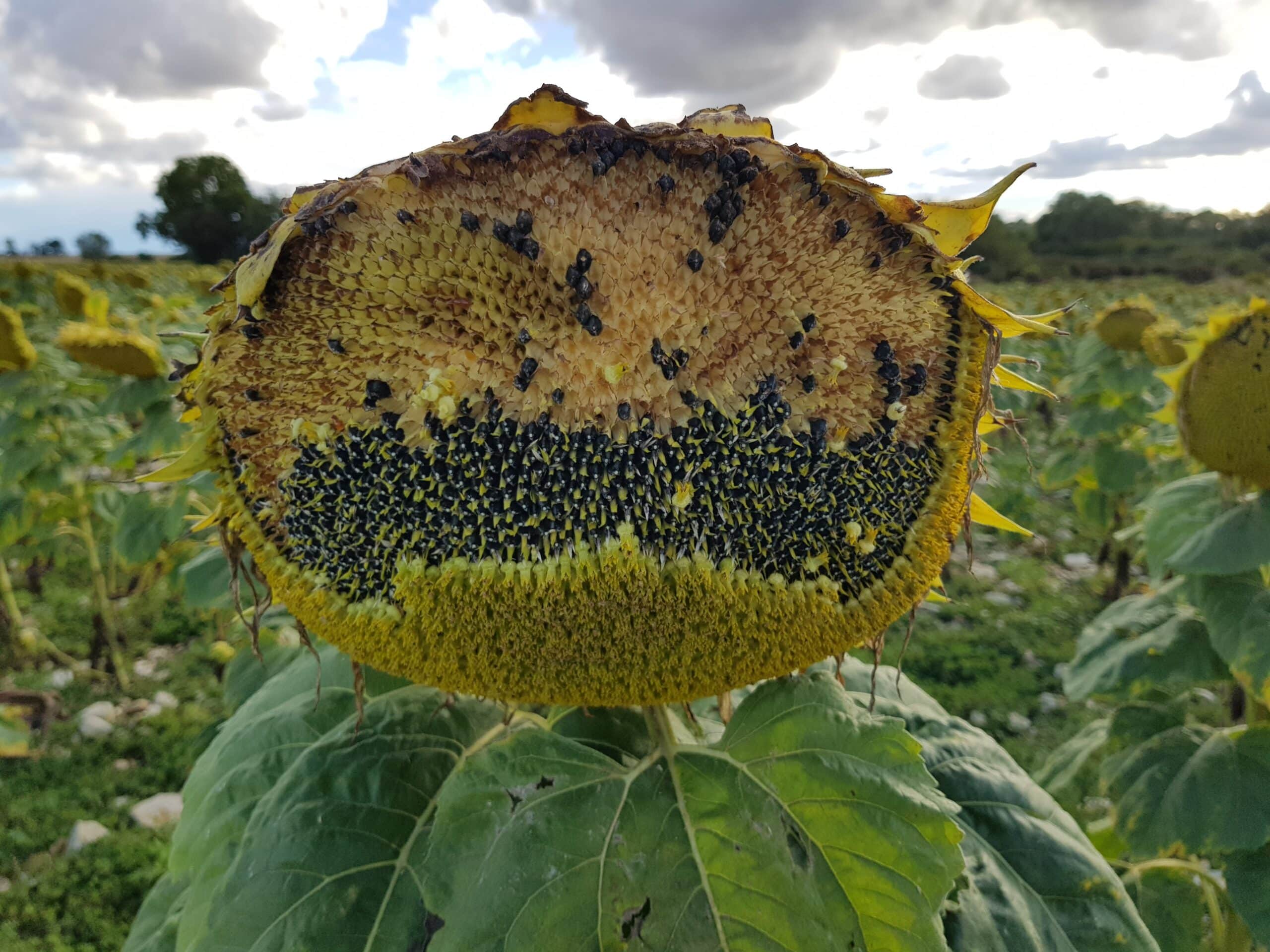 2026-03-07 Déclaration de dégâts ESOD (2)