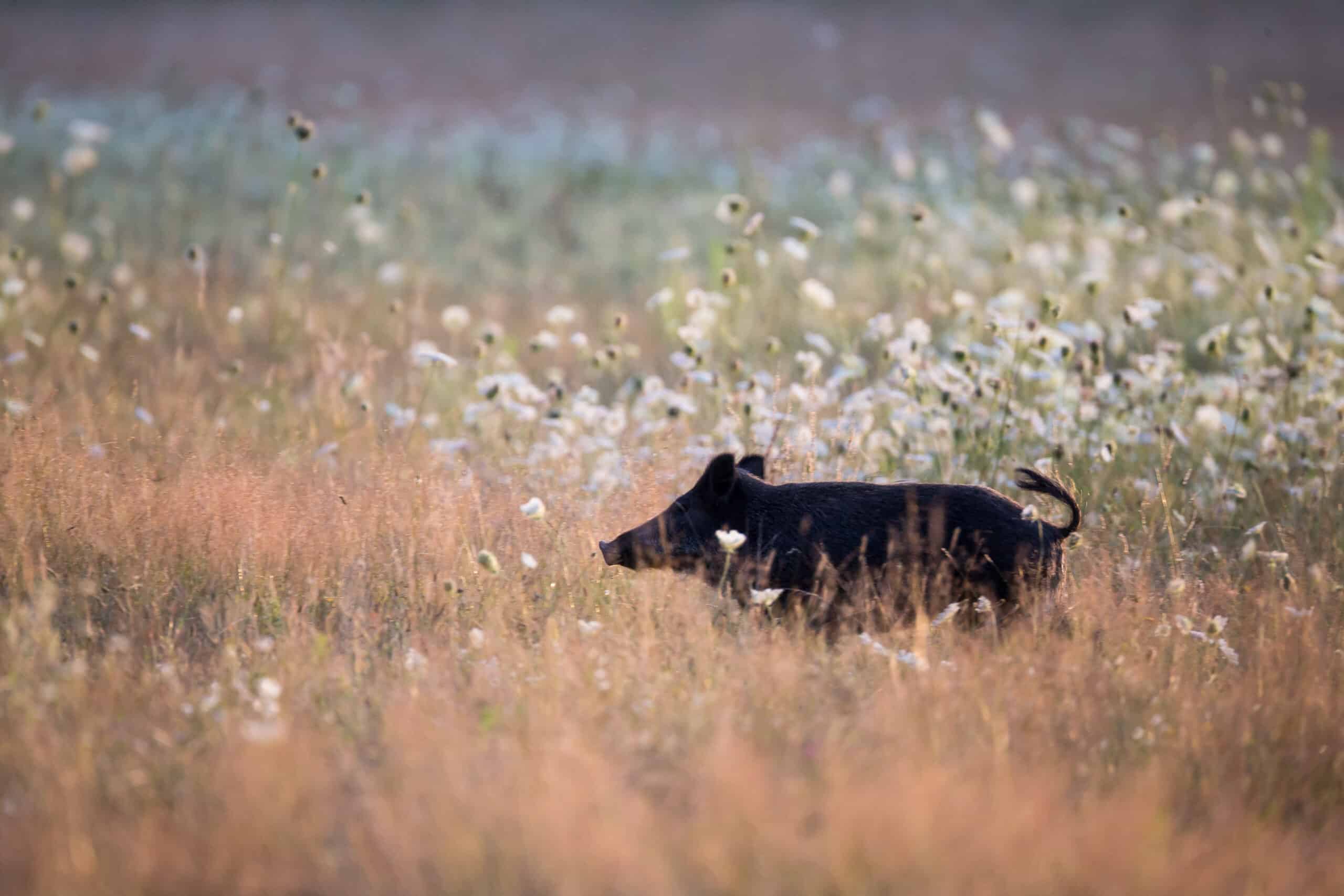 2026-03-31 Chasse du sanglier en avril