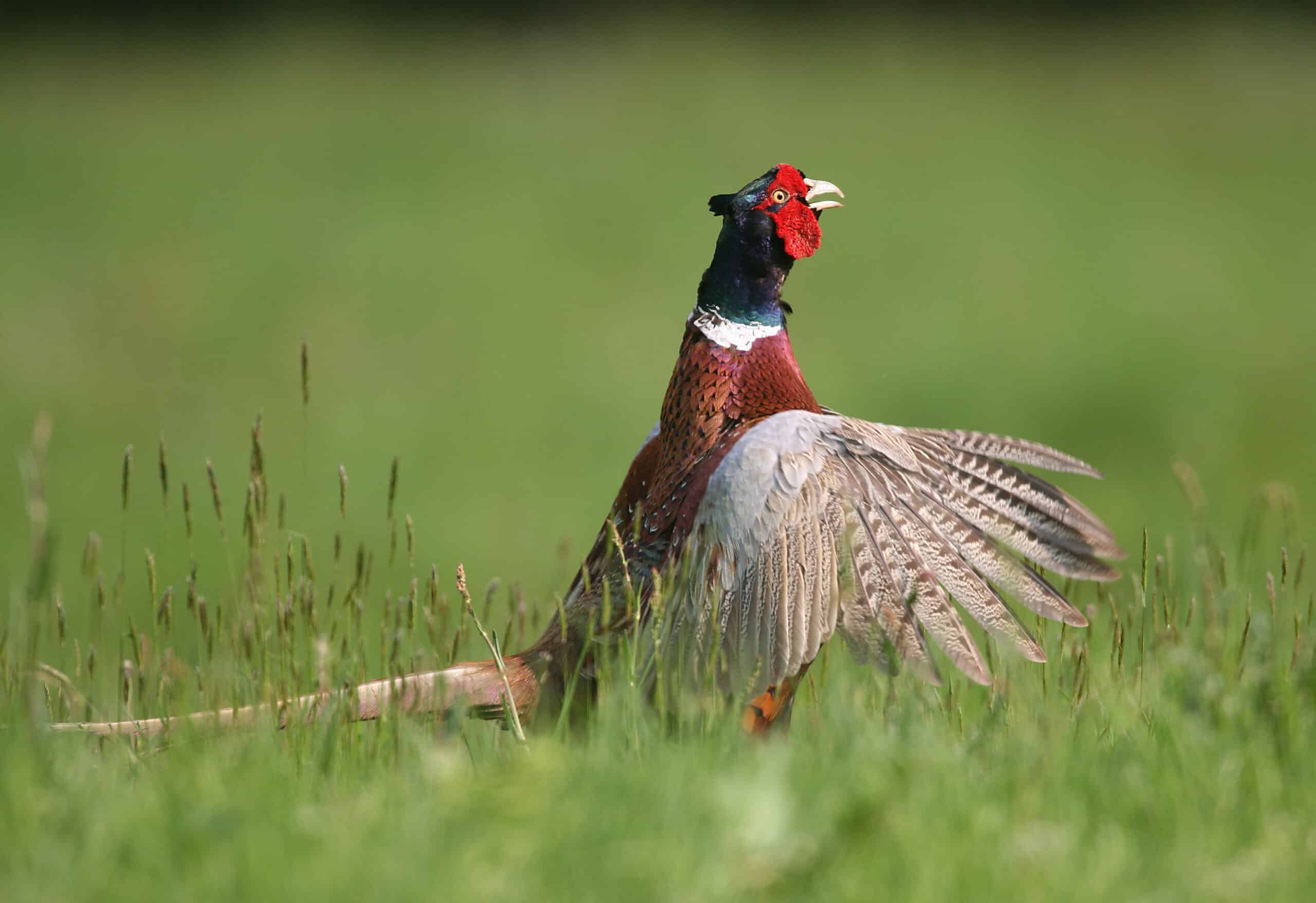 2026-04-20 Suivi faune comptage faisans