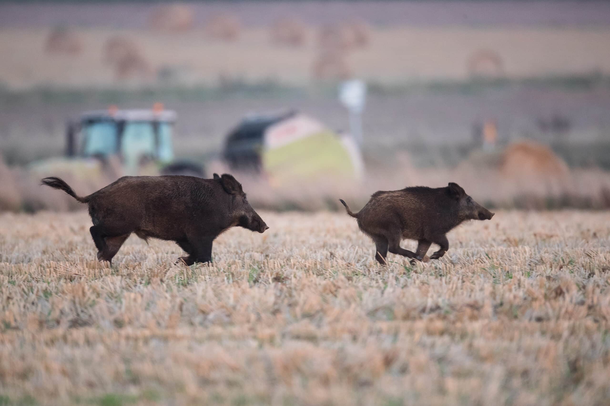 2026-06-17 Chasse du sanglier dans les parcelles en cours de récolte