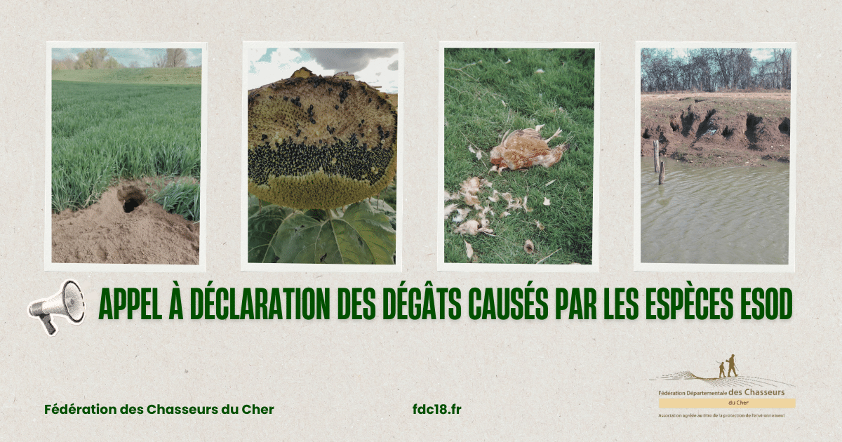 2026-07-05 Déclaration dégùts ESOD