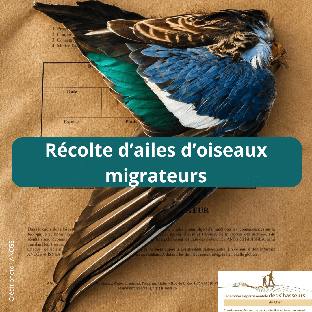 2026-10-18 Récolte ailes migrateurs